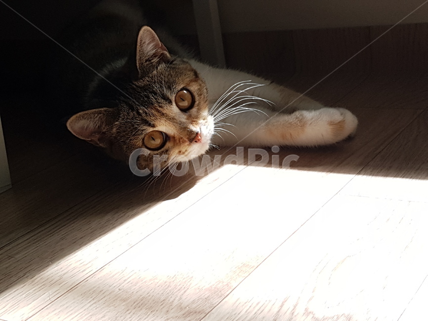 pet,cat,고양이,animal,동물,포유류,삼색고양이,아기고양이,귀여운고양이,애옹이,냥이,반려동물,동물,animal,포유류,mammal,고양이,cat,kitten,kitty