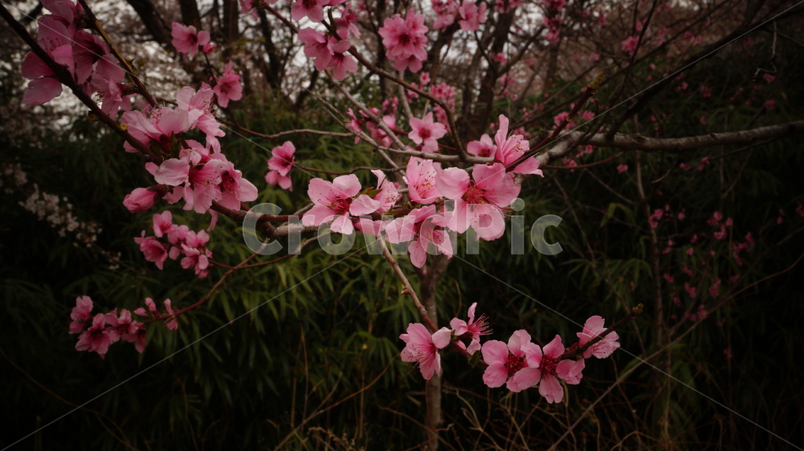 벚꽃,나무,봄,분홍색,산,봄,계절,spring,season,식물,자연,plants,nature,꽃,flower,plant,blossom