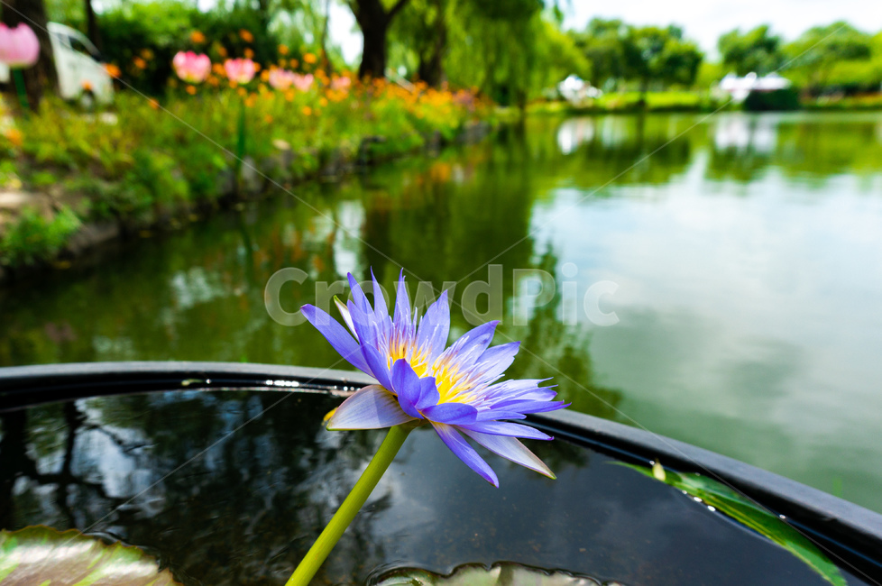 연꽃,lotusblossom,여름,호수,식물,emotional,sensible,식물,자연,plants,nature,꽃,flower