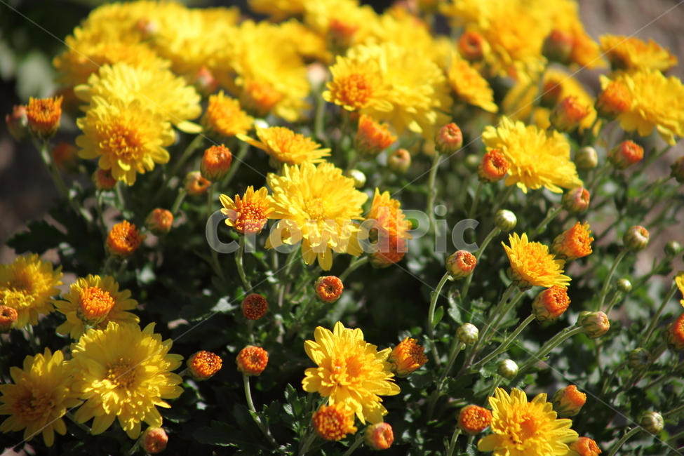국화,식물,꽃,가을꽃,chrysanthemum,식물,자연,plants,nature,꽃,flower