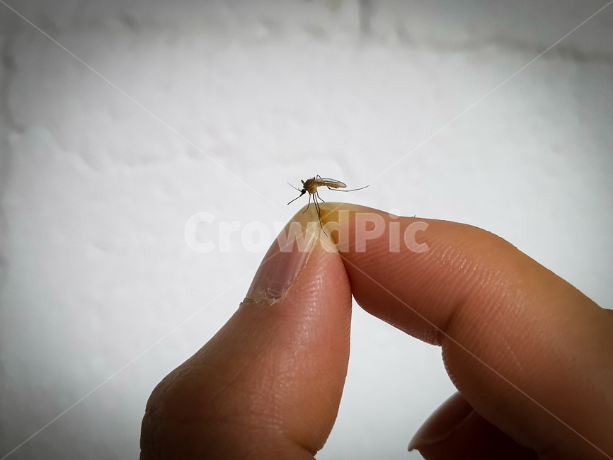모기,가을모기,해충,손가락,피,흡혈,벌레,곤충,손,여름,살충,곤충,벌레,insect,bug,신체일부,몸,body