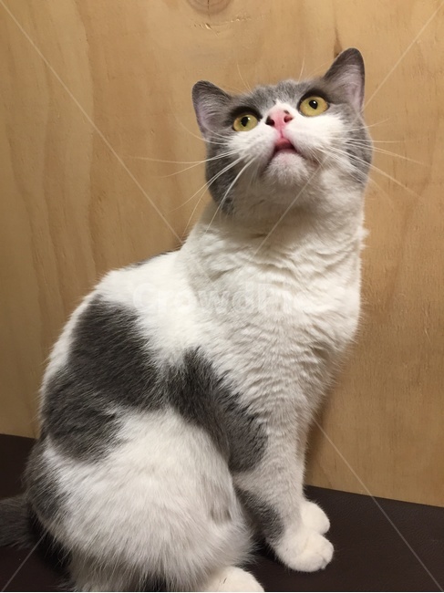 고양이,야옹이,귀여운,동물,cat,animal,동물,animal,포유류,mammal,고양이,cat,kitten,kitty
