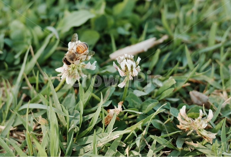 꽃,자연,벌,풀,초록,식물,자연,plants,nature,꽃,flower,동물,animal,곤충,벌레,insect,bug