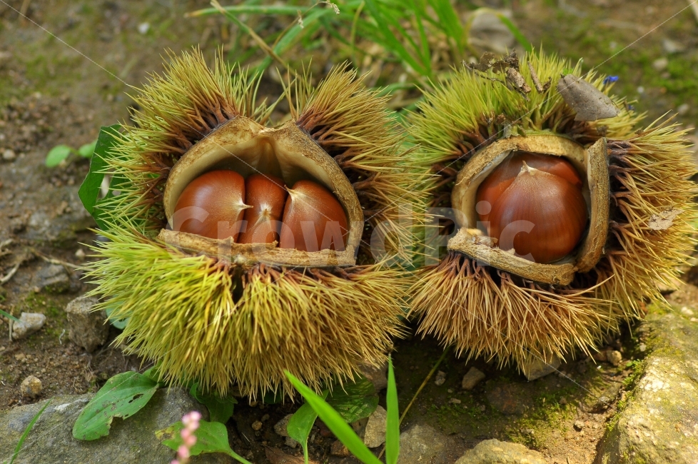 가을,알밤,밤송이,가시,열매,수확,가을이미지,명절,추석,밤색,식용,과일,시안,디자인,디자이너,사보,카다로그,뉴스레터,모바일,홈페이지,콘텐츠,sns,autumn,시즌,계절,9월,10월,날카로운,찌르다,주의,한국적,서정적,가을분위기,잘익은,잡지,광고,출판,편집,웹,전단,홈쇼핑,배너,팝업,마케팅,가을,계절,fall,autumn,season,음식,식재료,요리,food,cook,meal,dishes,food reserves,plant,식물,vegetable,야채,nut,너트