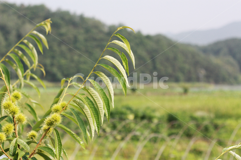 여름,summer,나무,밤나무,열매,밤,시골,rural,식물,plant,귀농,농촌,nature,자연,풍경,논,밭,논밭,산,한국배경,backgrond,백그라운드,town,country