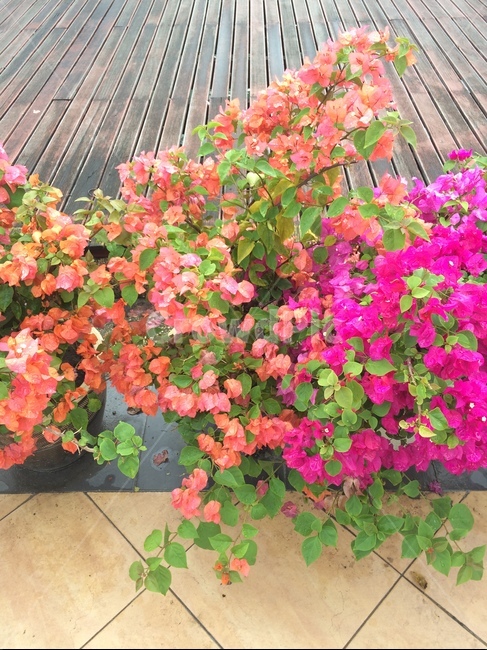 cruise ship,Kota Kinabalu,waiting,Jesselton Point Waterfront,ship ticket,ship,Malaysia,boat,waiting room,flower,JesseltonPointWaterfront,port,Borneo Island