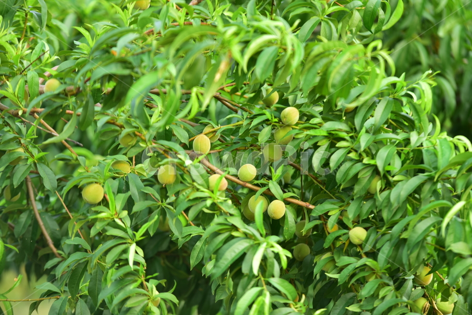 개복숭아,복숭아열매,열매,복숭아,복숭아나무,복숭아잎,복숭아줄기,peach,peachtree,peachfruits