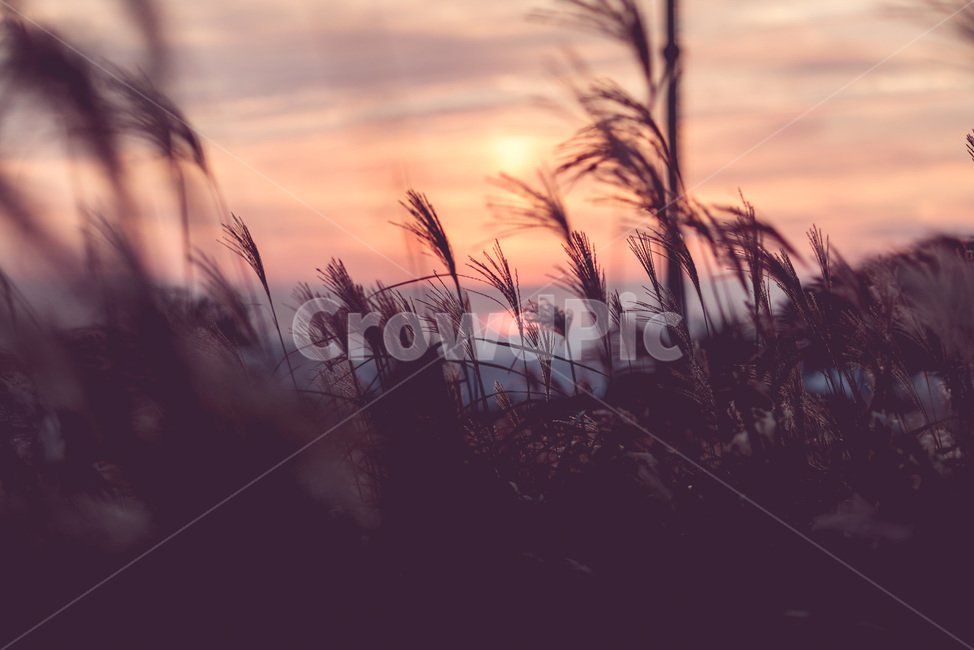 풍경,가을,억새,노을,석양,가을,계절,fall,autumn,season,자연,풍경,nature,landscape,식물,plants,감성,sensible,feeling,색깔,색상,색채,색감,color sense,color sensitivity,feeling of color,grass,잔디,plant,lawn,reed,갈대