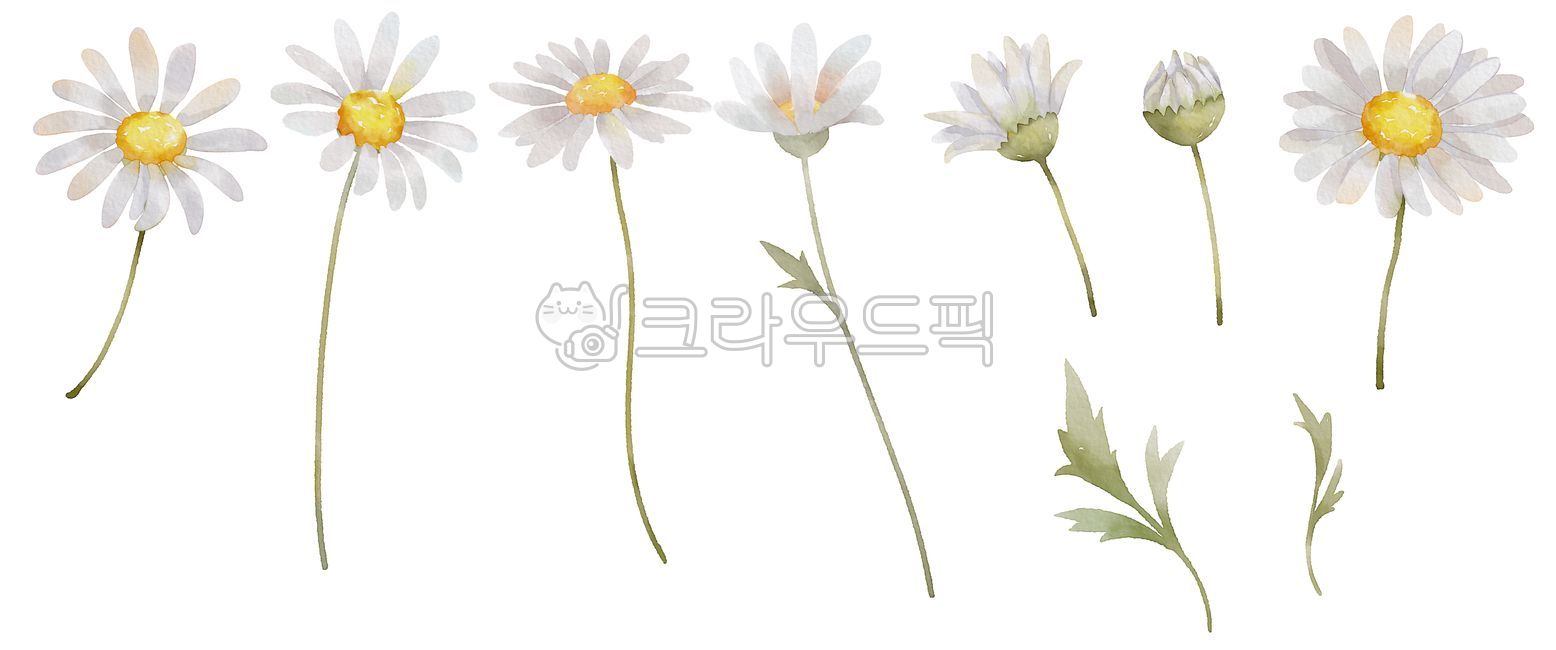 데이지꽃,꽃일러스트,데이지일러스트,수채화,일러스트,봄,봄꽃,꽃,흰색데이지,보테니컬,화사한,야생화,들꽃,꽃송이,잎,잎사귀,꽃그림,봄그림,수채화그림,데이지,plant,식물,flower,daisies,daisy,그림소스