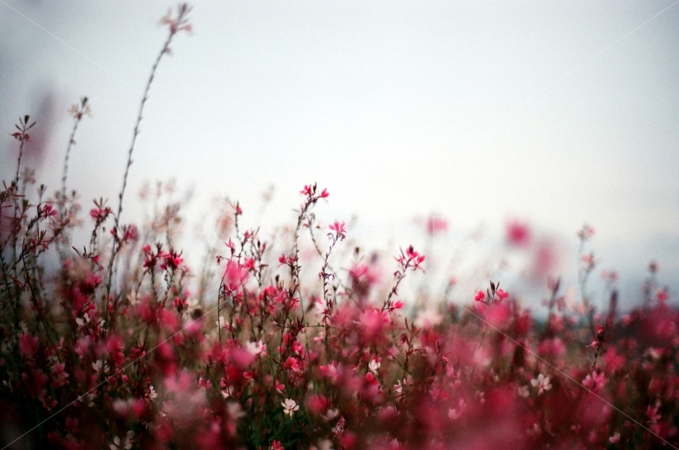 꽃,아련함,아련,분홍꽃,분홍,공원,필름,흐림,식물,자연,plants,nature,꽃,flower,감성,sensible,feeling
