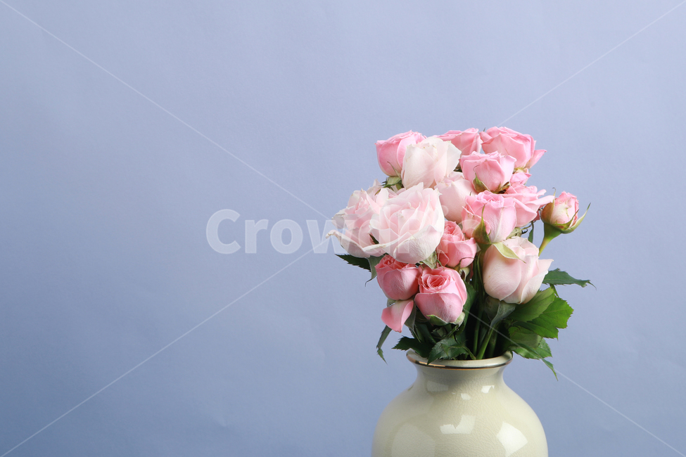 plant,식물,flower,blossom,꽃,flowerarrangement,꽃꽂이,장미,rose,꽃다발,꽃,flower