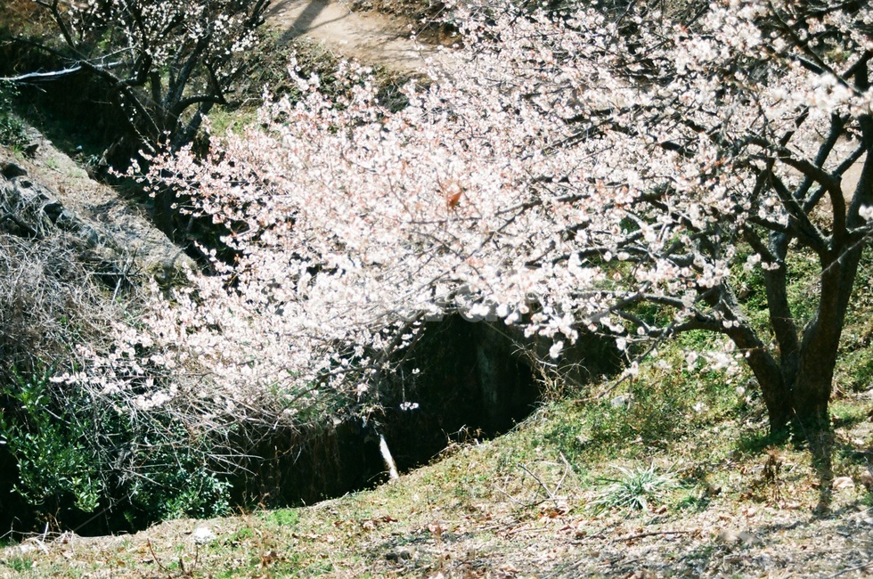 벚꽃,봄,순매원,경상남도,핑크,자연,풍경,nature,landscape,plant,식물