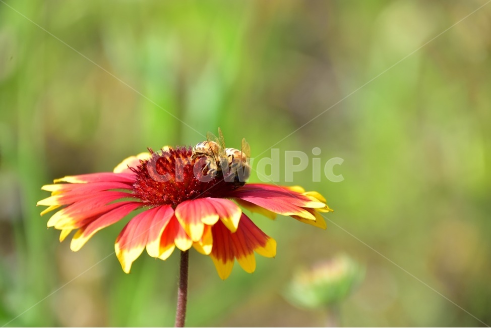 솔잎금계국,꿀벌,수몯원,공원,금계국,식물,자연,plants,nature,꽃,flower,동물,animal,곤충,벌레,insect,bug