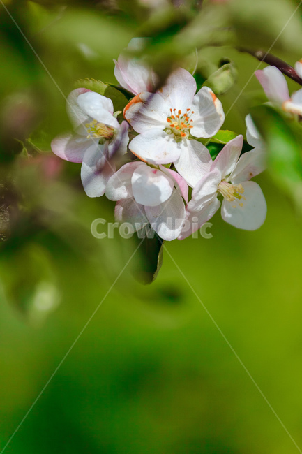사과꽃,하늘,꽃,과일꽃,정원,식물,자연,plants,nature,꽃,flower