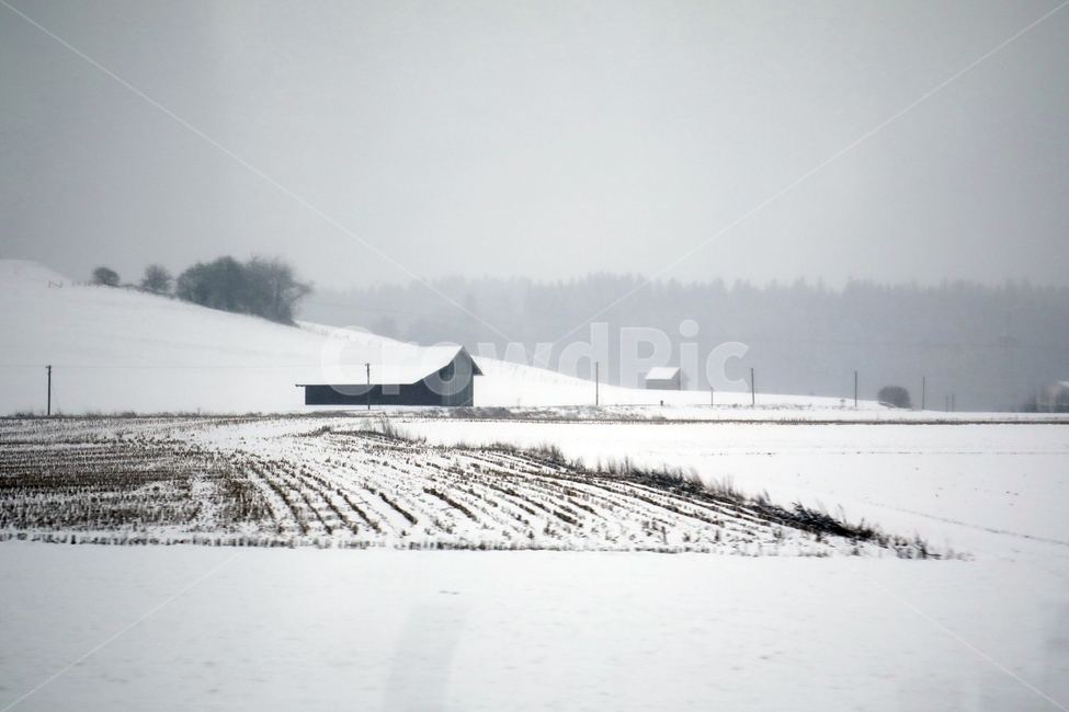 설경,겨울,유럽,시골풍경,nature,자연,나무,plant,식물,옥외,풍경,안개,겨울,계절,winter,season