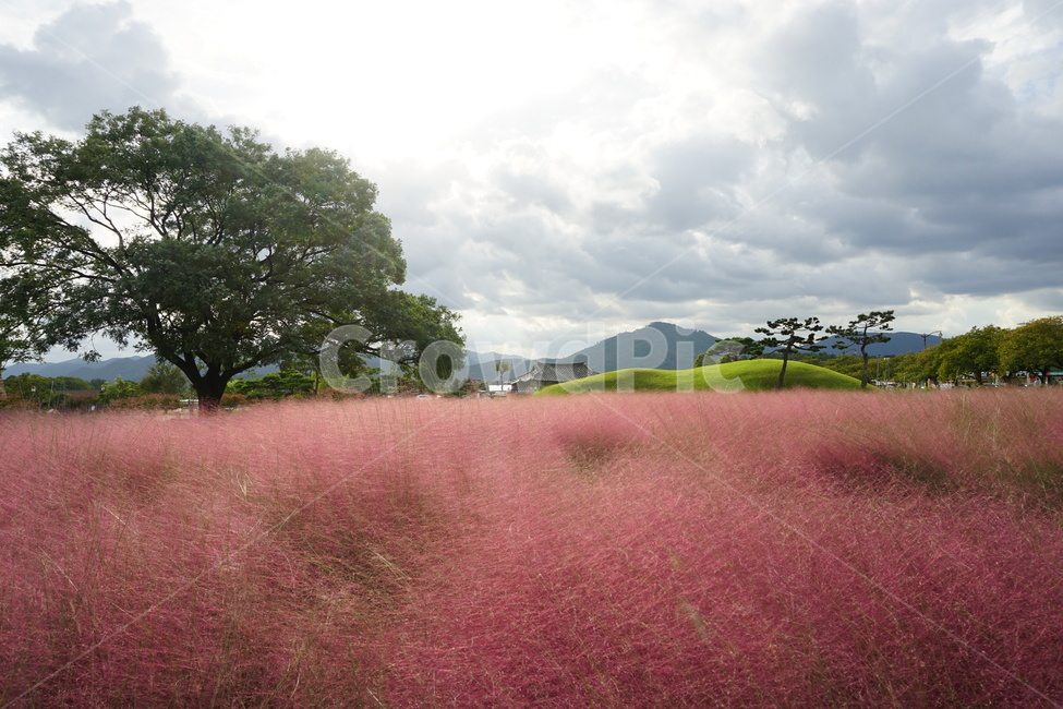 경주,핑크물리,꽃,평온,핑크,가을,계절,fall,autumn,season,자연,풍경,nature,landscape,한국자연풍경,한국자연경관,korea nature landscape,outdoors,옥외,field,들