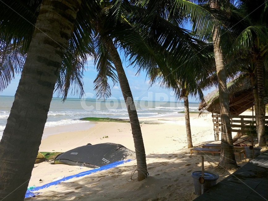 여름,해변,야자수,모래사장,beach