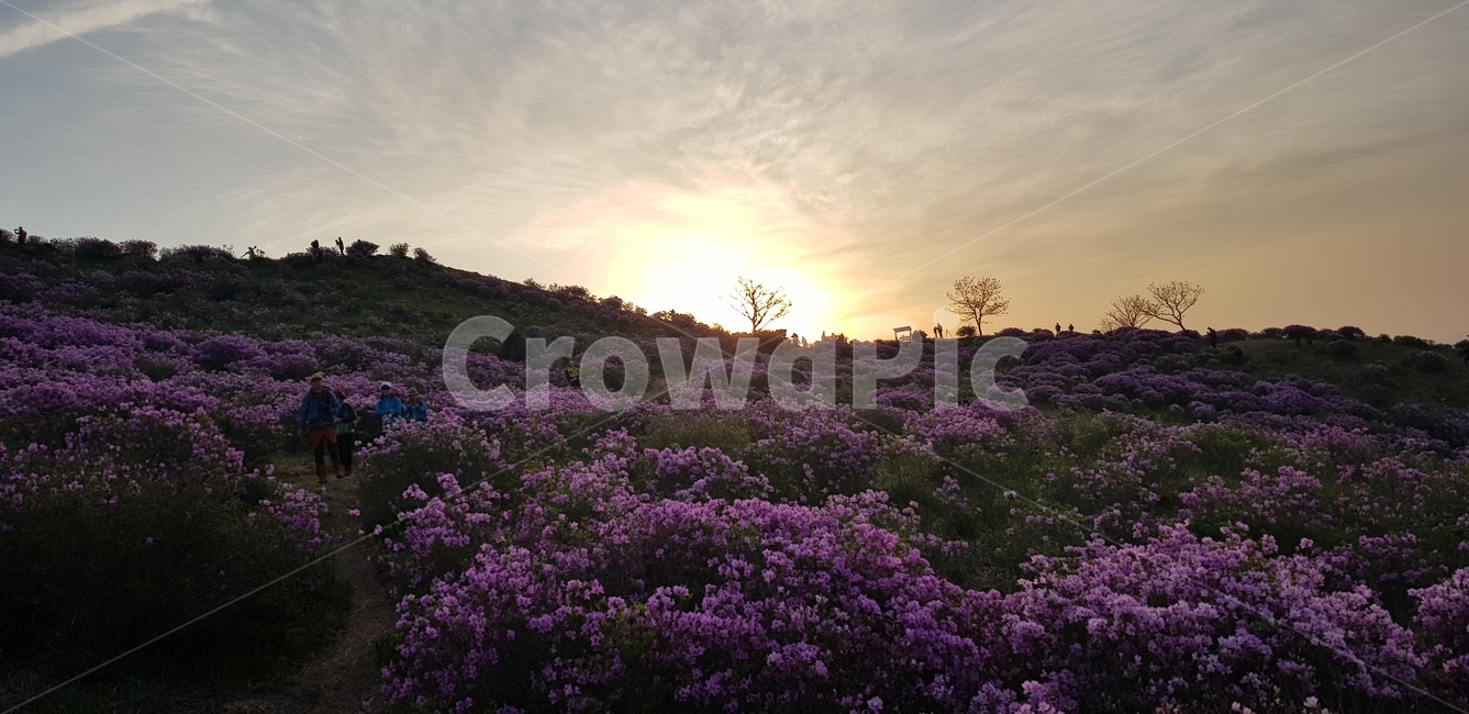 천주산,천주산봄,천주산진달래,천주산꽃,진달래,봄꽃,봄,진달래밭,꽃밭,해질녁,노을,자연풍경,풍경,자연,산,분홍꽃,분홍꽃밭