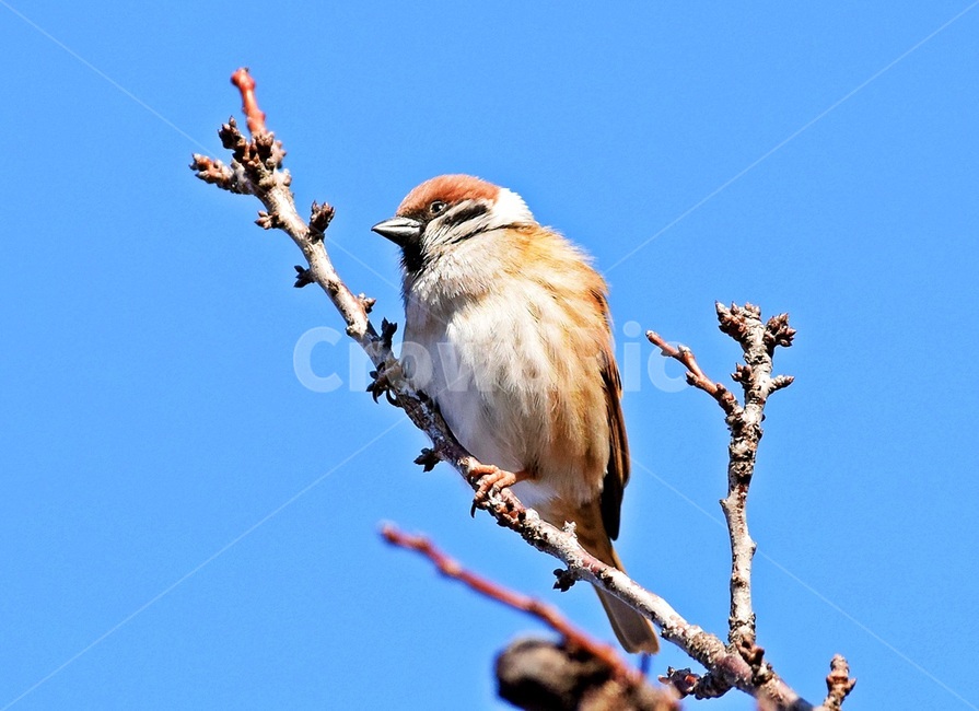 animal,동물,finch,핀치,참새,동물,animal,조류,새,birds