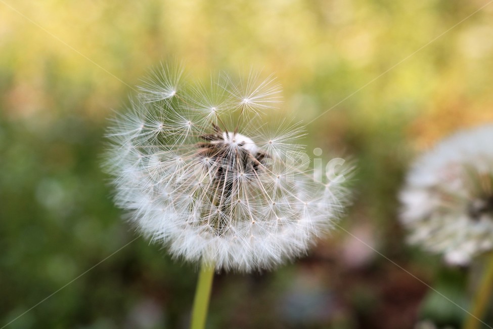 식물,plant,민들레,민들레홀씨,씨앗,식물,자연,plants,nature