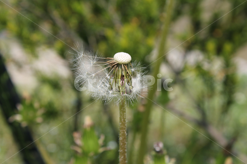 민들레씨,씨앗,민들레,민들레씨앗,씨,꽃씨,자연,식물,클로즈업,seed,plant,dandelion,green,녹색,그린,seeds,soft,부드러운,봄,spring,야외,정원