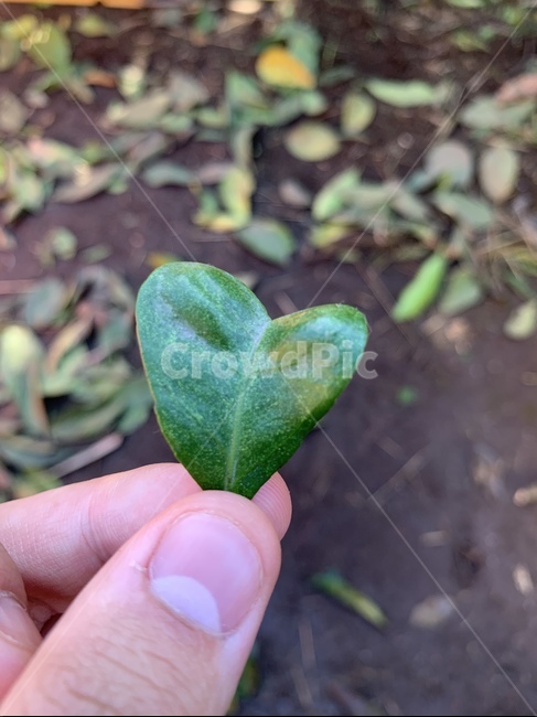 나뭇잎,식물,하트,과수원,plant