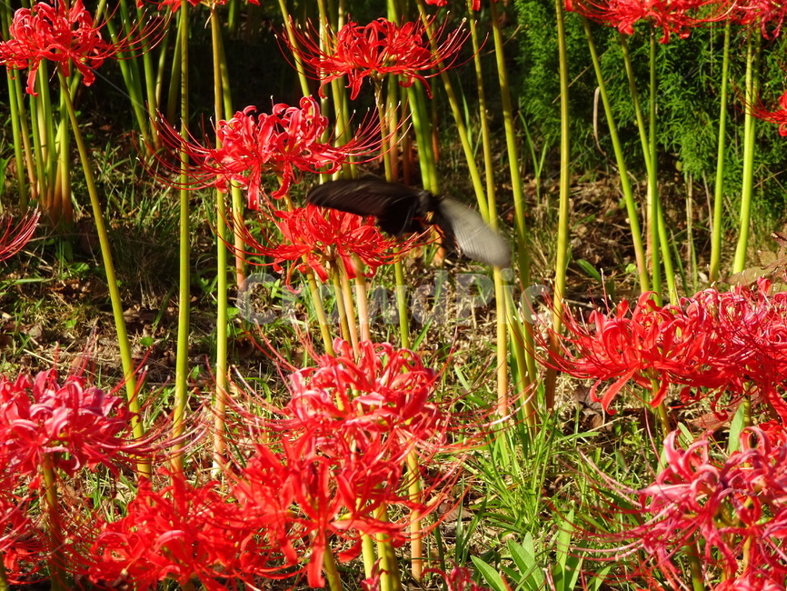 꽃,꽃무릇,상사화,산,봉대산,백일홍,빨강,분홍,식물,자연,plants,nature,꽃,flower,동물,animal,곤충,벌레,insect,bug