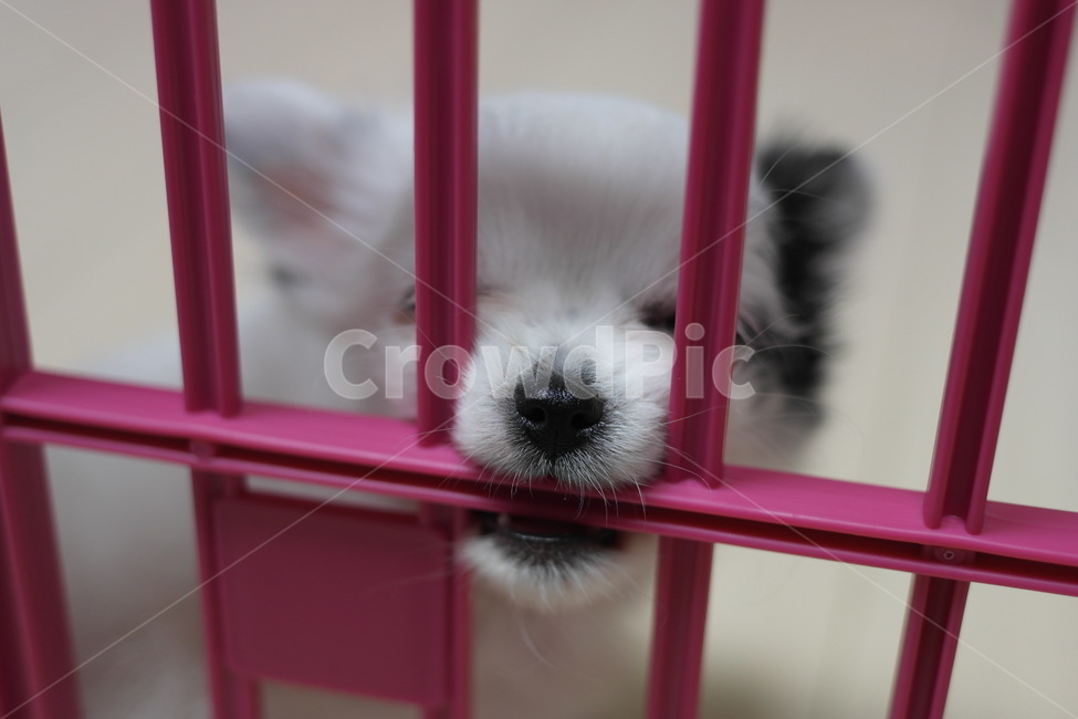 개,강아지,동물,애견,장모치와와,동물,animal,포유류,mammal,개,강아지,dog,doggy