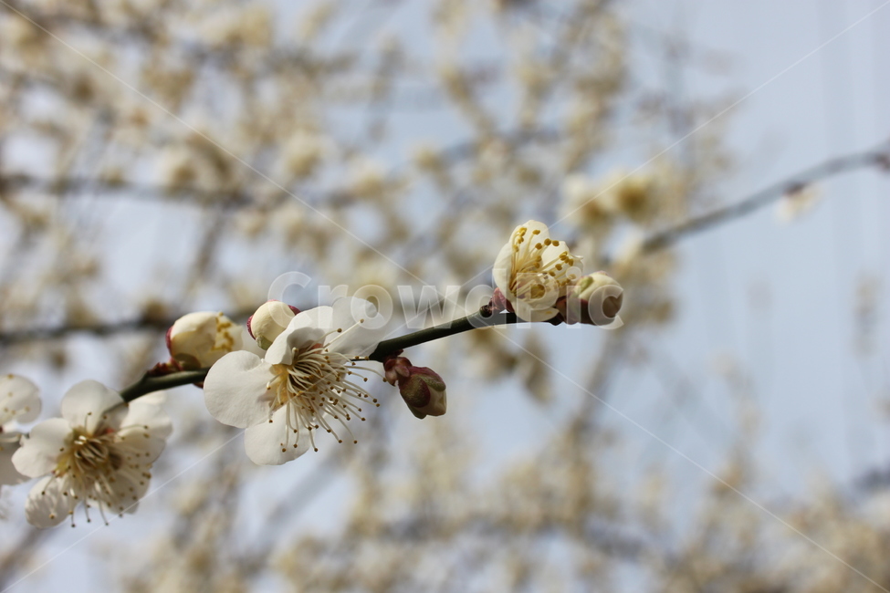 plant,식물,벚꽃,flower,봄,식물,자연,plants,nature,꽃,flower