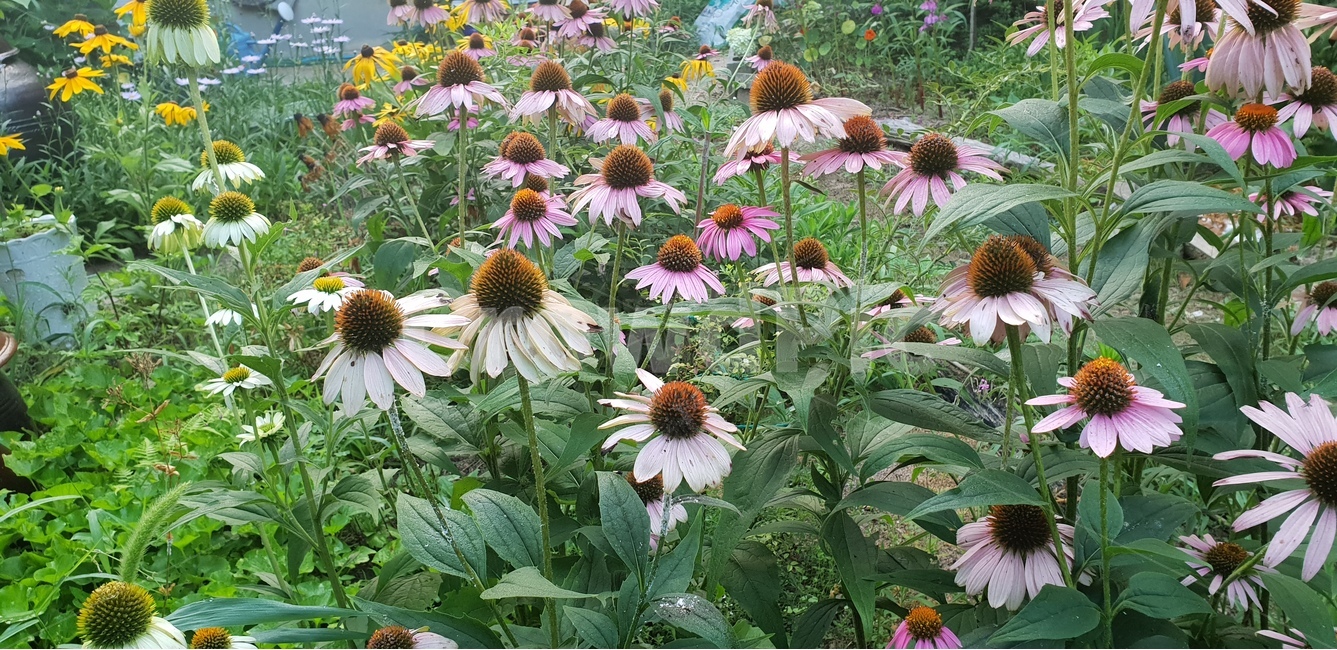 루드베키아,아름다운꽃,자연,여름,감성,계절,꽃,식물,배경이미지,beautifulflowers,plant,nature,노랑색,에키네시아,green,배경,배경화면,식물,자연,plants,nature,꽃,flower