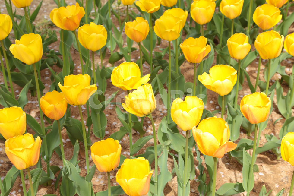 튤립,꽃밭,봄,봄꽃,flower,tulip,노랑,yellow,꽃,plant,식물