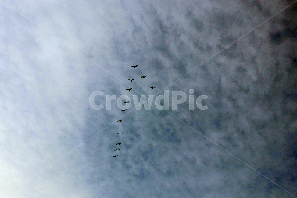 조류,새,날개,하늘,구름,배경,동물,animal,조류,새,birds