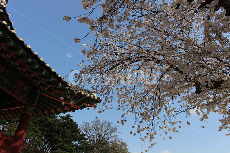 식물,벚꽃,하늘,cherryblossom,한국적,건물,건축물