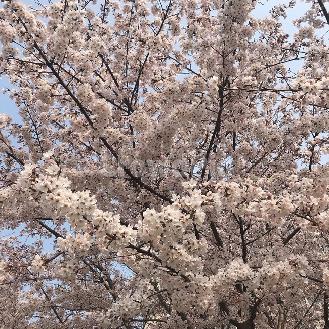 꽃,벚꽃,분홍색,flower,blossom,식물,자연,plants,nature,꽃,flower