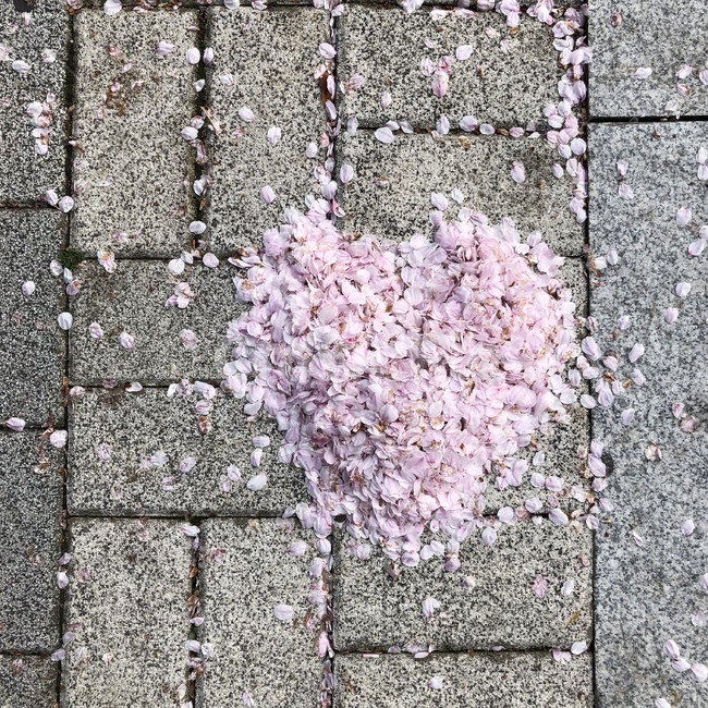 벚꽃,하트,꽃잎,자연,사랑