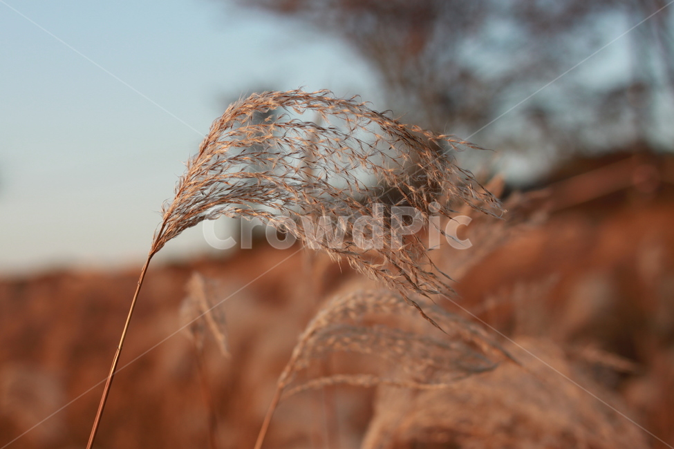 갈대,식물,grass,가을,겨울,억새,가을,계절,fall,autumn,season