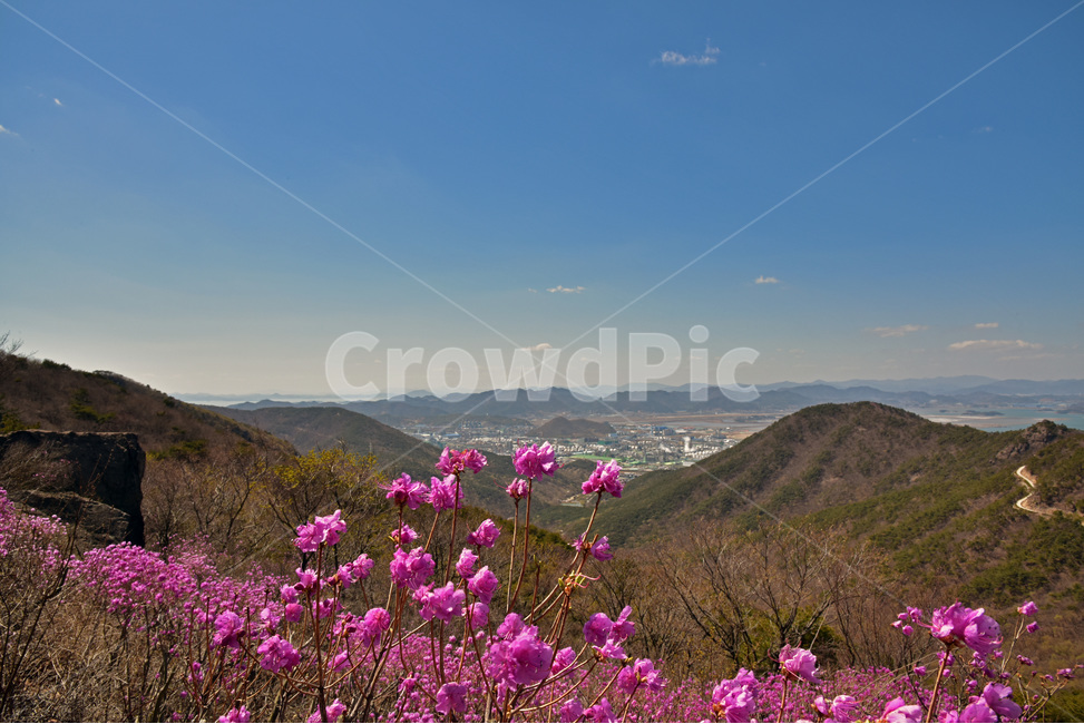 진달래,koreanrose,참꽃,두견화,만산홍,분홍색,봄,야생화,자연,풍경,nature,landscape,식물,plants,꽃,flower,outdoors,옥외,geranium,제라늄,plant,blossom