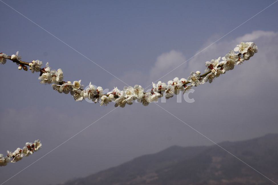 매화꽃,봄,봄꽃,자연,계절,꽃,spring,season,nature,flower,봄,계절,spring,season,식물,자연,plants,nature,꽃,flower
