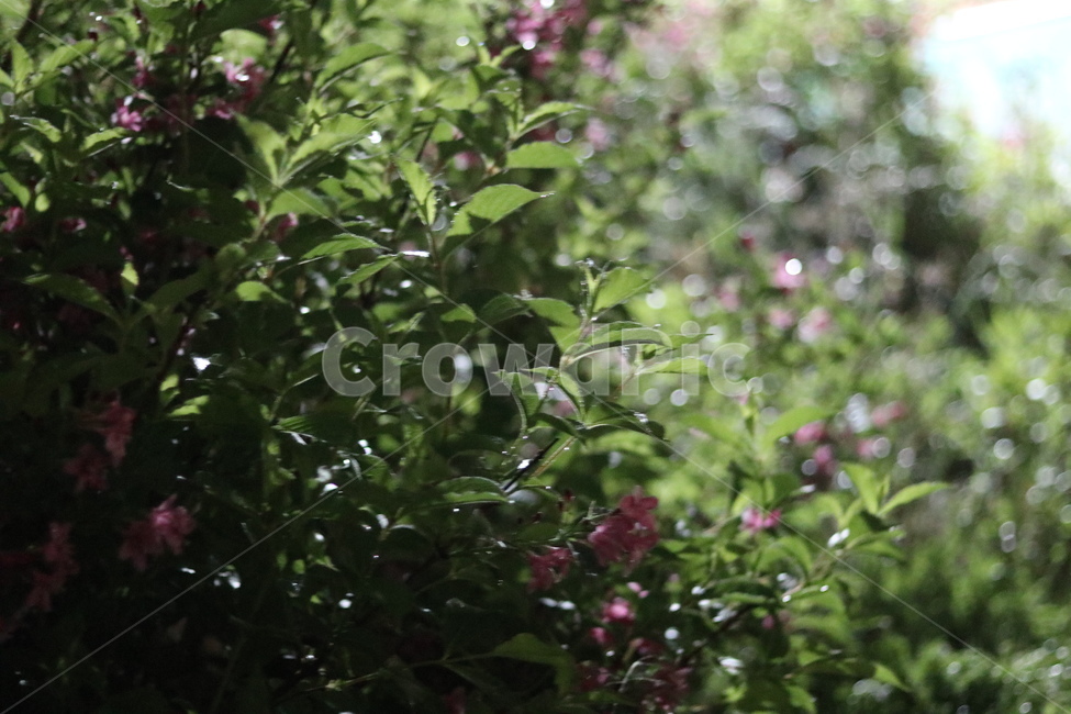 붉은병꽃나무,5월,맑음,자유,빛,식물,자연,plants,nature,꽃,flower,휴식,힐링,rest,relaxation,healing