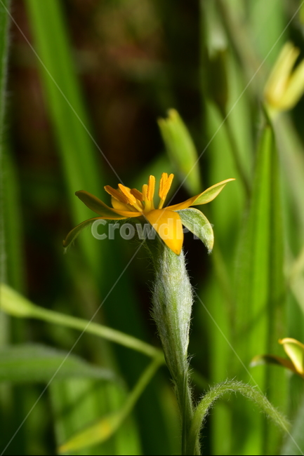 야생화,식물,자연,봄,꽃,봄,계절,spring,season,식물,자연,plants,nature,꽃,flower,plant