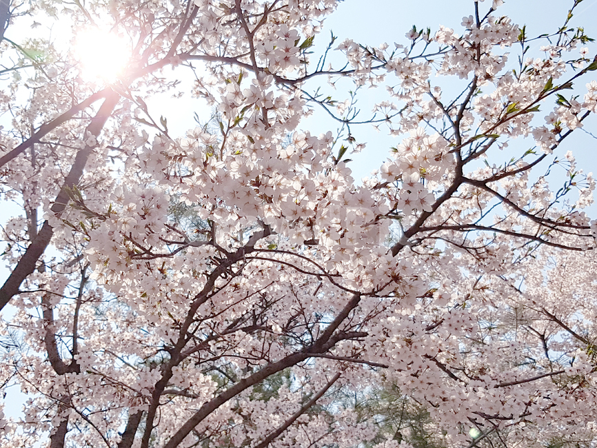 벚꽃,봄,꽃,식물,cherryblossoms,꽃배경,예쁜꽃,봄,계절,spring,season,식물,자연,plants,nature,꽃,flower,나무,trees,wood,plant,blossom