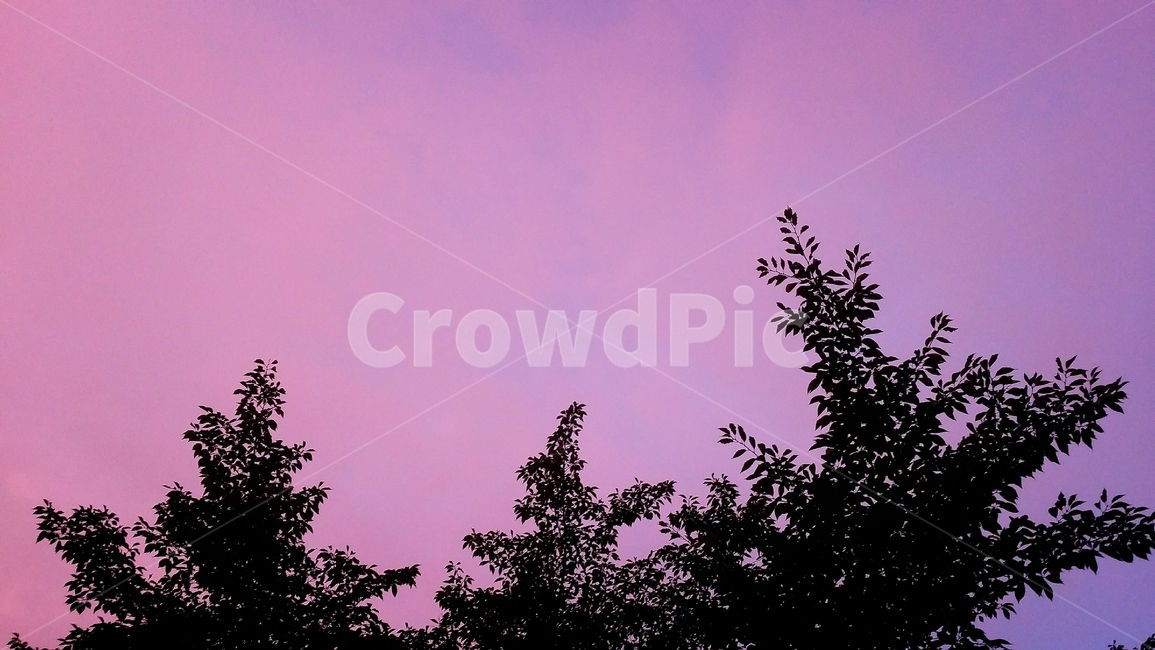 pine tree,tree sky,sky tree,depressed,sunset sky,purple,pine tree sky,Look at the sky,purple sky,sky after rain