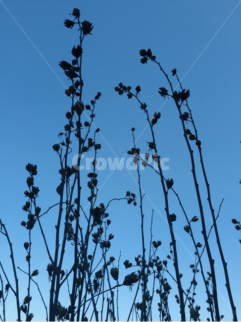 꽃,겨울,나무,하늘,구름,식물,자연,plants,nature,꽃,flower