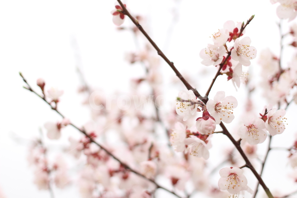꽃,벚꽃,꽃사진,접사,하늘,봄,계절,spring,season,식물,자연,plants,nature,꽃,flower,plant,blossom