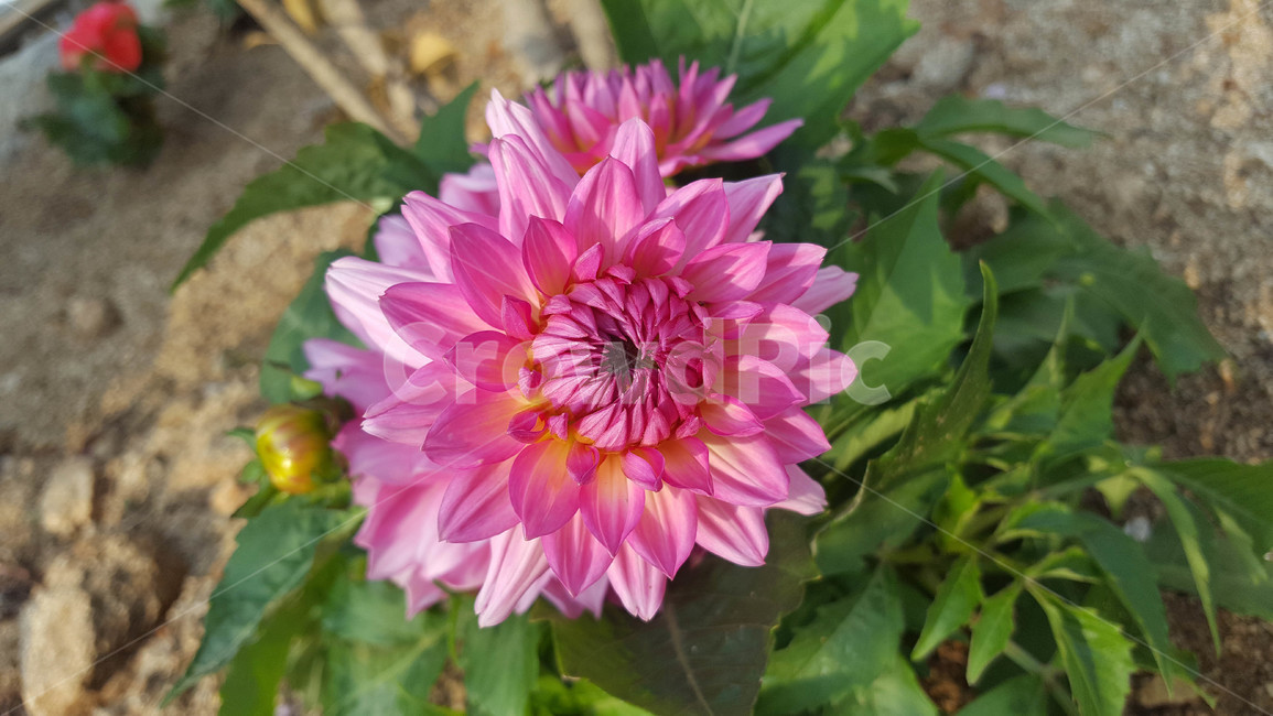 꽃,식물,근접,봄,flower