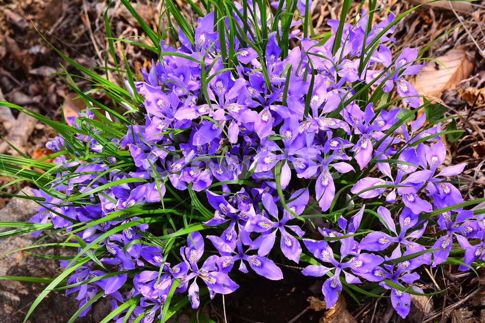 봄,꽃,보라색꽃,봄이미지,각시붓꽃,야생화,퍼플,바이올렛,flowers,violet,purple,군락지,산에피는꽃,한국적,예쁜,아름다운,뷰티풀,작은꽃,야산,봄,계절,spring,season,식물,자연,plants,nature,꽃,flower,plant,blossom