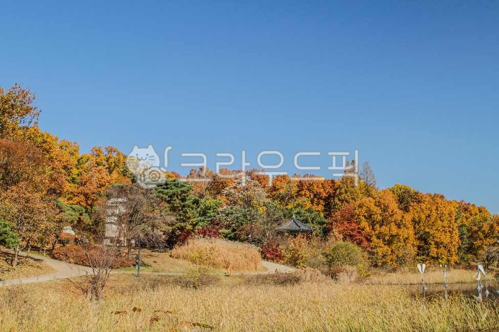 올림픽공원,서울,송파구,방이동,도시,공원,테마공원,자연,옥외,목초지,nature,outdoors,grassland,나무,식물