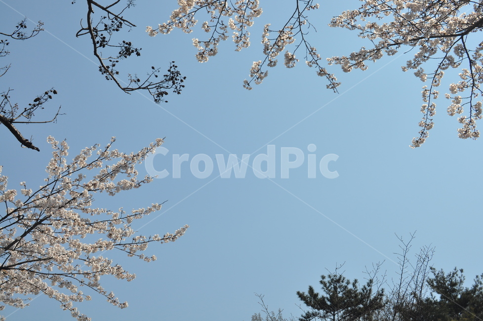 꽃,벚꽃,봄,자연,하늘,봄꽃,나무,sky,blue,abeautifulflower,beautiful,nature,spring,tree,cherryblossoms,wood,식물,자연,plants,nature,꽃,flower