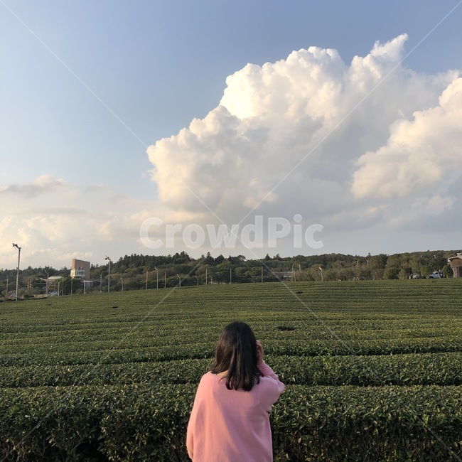 제주,제주도,사람,인간,뒷모습,여자,녹차,녹차밭,자연,풍경,초록,녹색,휴식,힐링