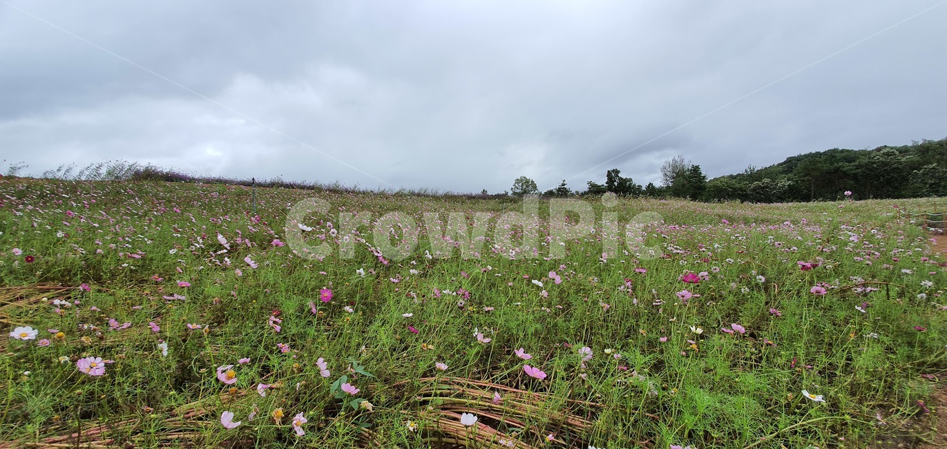 garden,flower,plant,summer,spring,green,white,beauty,floral,pink,season,beautiful,background,blossom,petal,bright,colorful,growth,blooming,leaf,park,grass,botany,natural,flora,fresh,outdoor,bloom,grassland,outdoors,옥외,field,들,nature,자연,farm,농장,countryside,rural,농촌,meadow,목초지